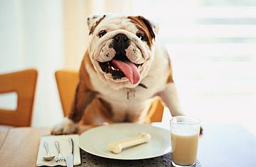 Dog Nutrition: A Personalized Approach to Fit Your Dog's Unique Needs